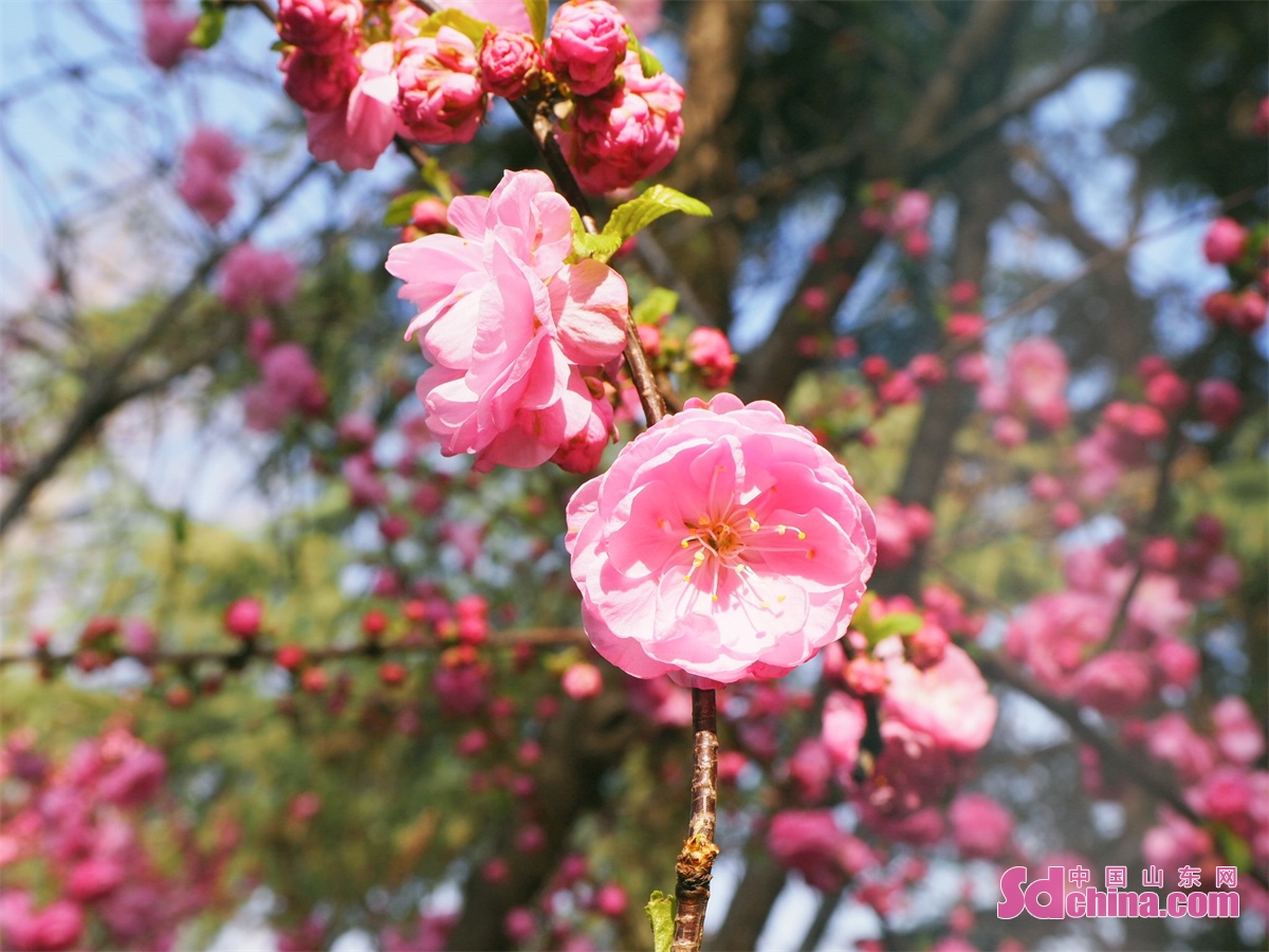 Photo taken on March 14 shows the blooming peach blossoms in Jinan, capital of China&rsquo;s Shandong Province. March is the best time to enjoy flowers in Jinan. Magnolia flower, winter jasmine, plum, peach and oriental cherry are in full bloom in Baihua Garden.<br/>