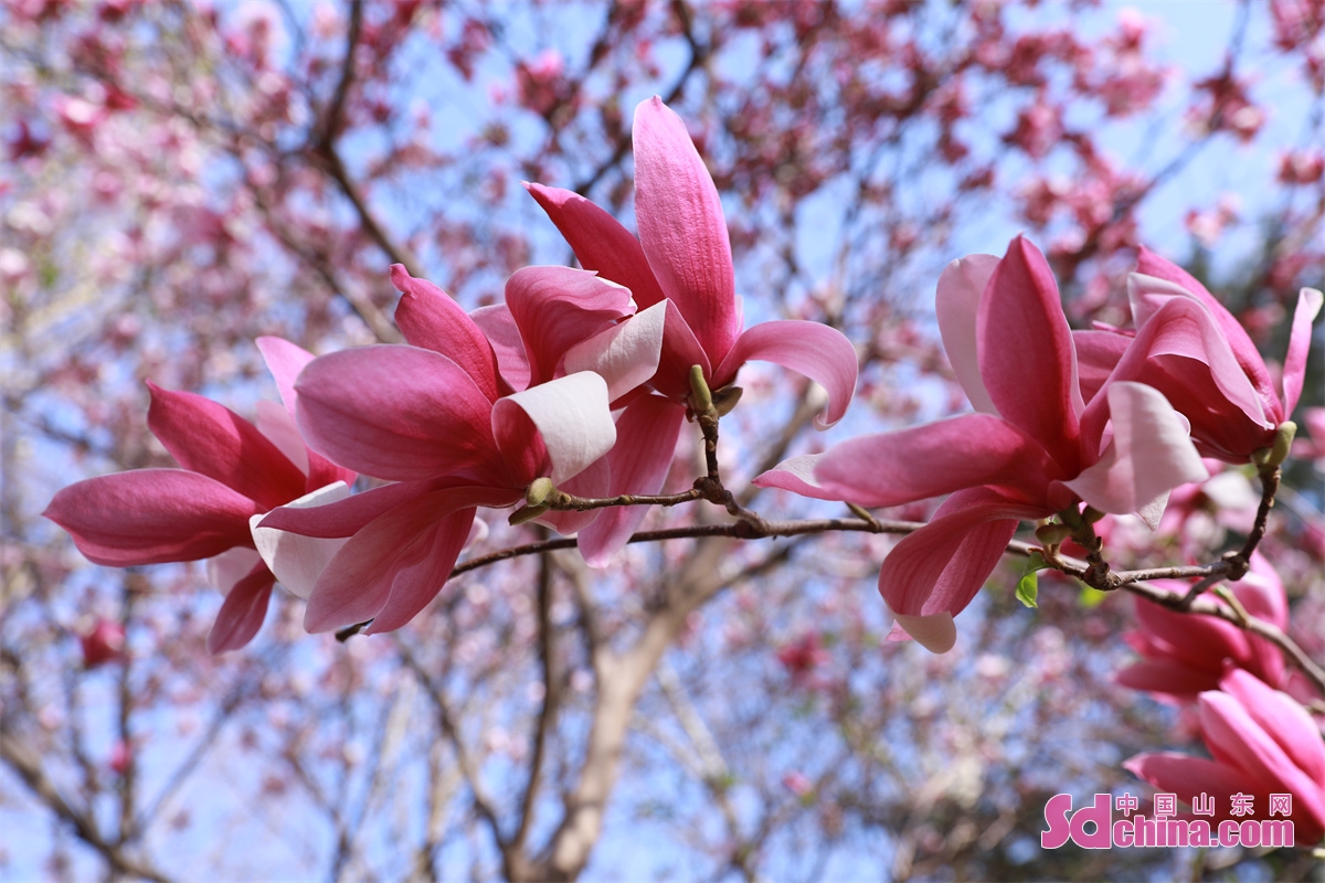 Photo taken on March 14 shows the blooming magnolia flowers Jinan, capital of China&rsquo;s Shandong Province. March is the best time to enjoy flowers in Jinan. Magnolia flower, winter jasmine, plum, peach and oriental cherry are in full bloom in Baihua Garden.<br/>