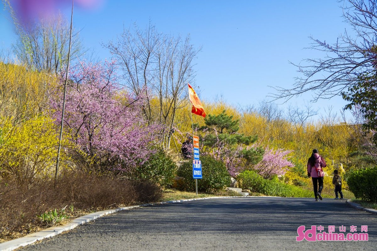 <br/>　　暖かい風が吹くと、囲子山は様変わりし、色とりどりの花々が咲き乱れ、麓の歩道は山を貫くリボンのようになっている。(撮影・劉銀剛）