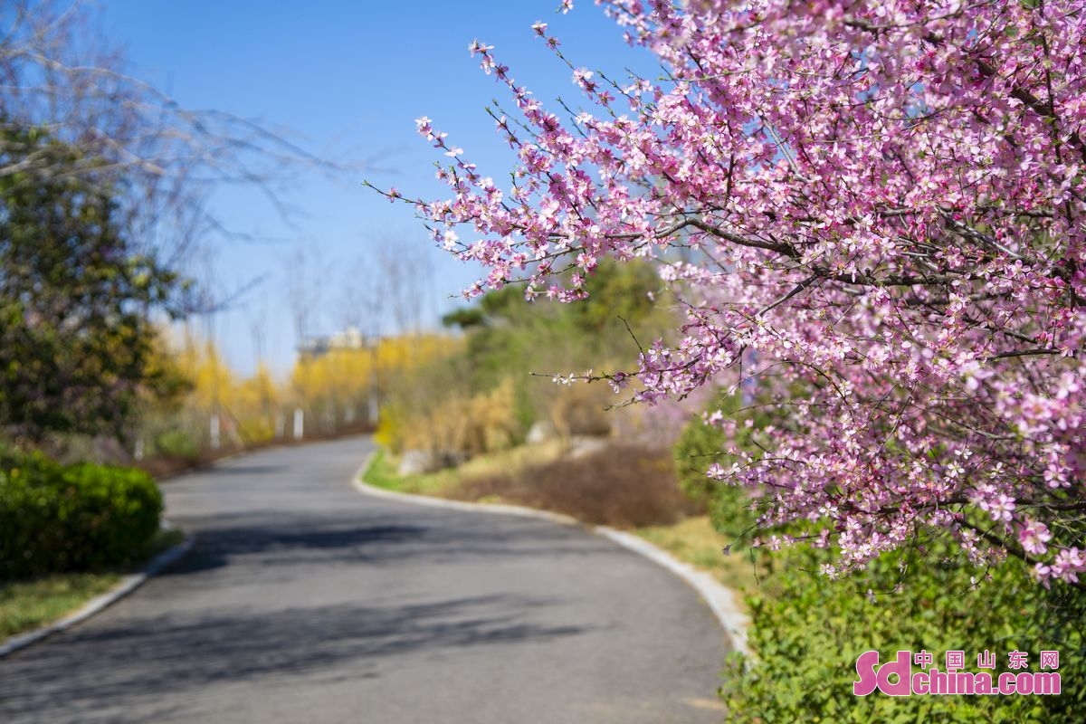 <br/>　　暖かい風が吹くと、囲子山は様変わりし、色とりどりの花々が咲き乱れ、麓の歩道は山を貫くリボンのようになっている。(撮影・劉銀剛）　　