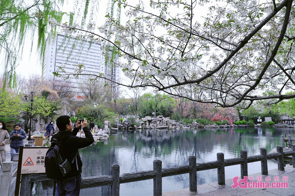 　　3月16日、第25回五龍譚桜祭が正式にスタートした。桜の花は色とりどりで、満園の香りは泉城の春にロマンチックな雰囲気を加えた。（撮影・修澤旭　張元元）