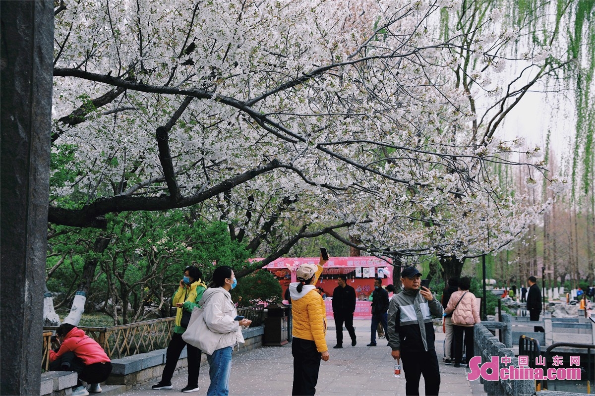 　　3月16日，市民和游客在济南五龙潭公园赏樱踏青。<br/>　　每年的三月中旬是樱花盛开的季节。3月15日，第二十届五龙潭樱花节正式拉开帷幕，园区内樱花烂漫、樱雨缤纷，满园的芬芳为泉城春色增添一份别样的浪漫气息。据了解，本届相关展出活动将一直持续到4月10日。(中国山东网记者 修泽旭 张元元)<br/>　　