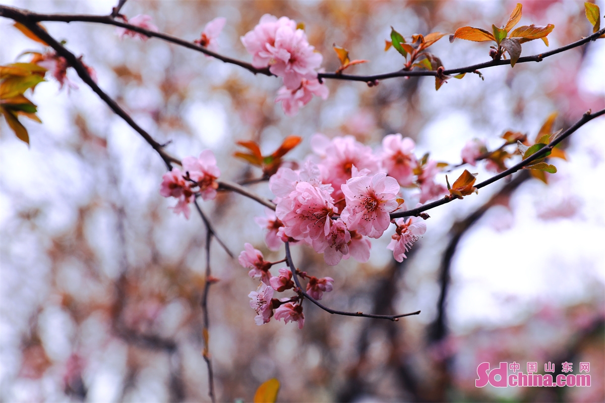 　　3月16日、第25回五龍譚桜祭が正式にスタートした。桜の花は色とりどりで、満園の香りは泉城の春にロマンチックな雰囲気を加えた。（撮影・修澤旭　張元元）<br/>　　