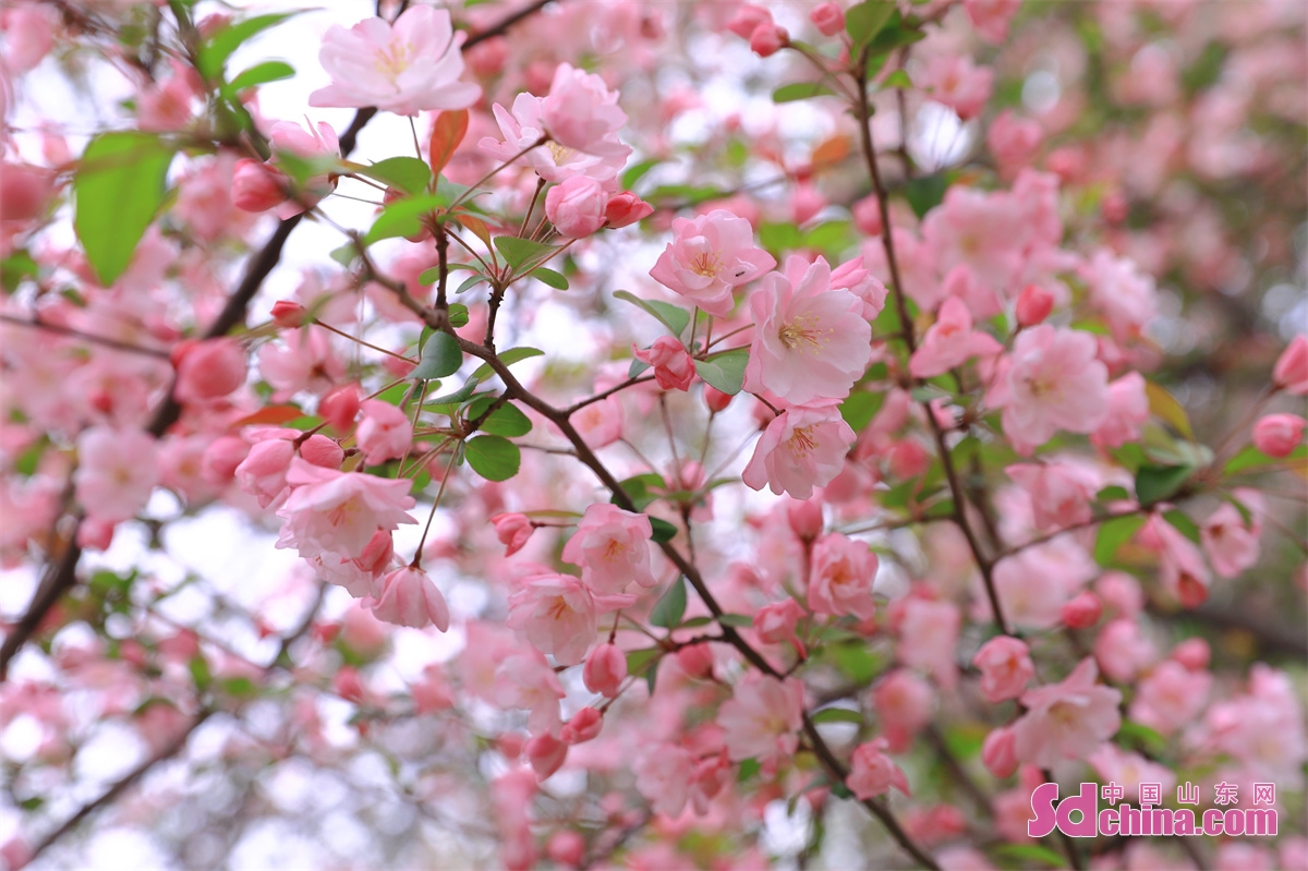 　　3月16日、第25回五龍譚桜祭が正式にスタートした。桜の花は色とりどりで、満園の香りは泉城の春にロマンチックな雰囲気を加えた。（撮影・修澤旭　張元元）<br/>　　
