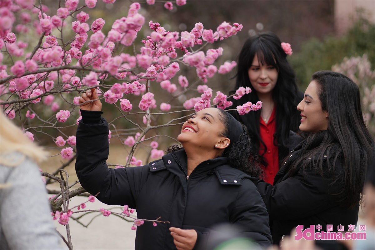 Plum blossoms bloom in Shimei 'an &middot; Qingdao Plum Garden, Qingdao, China's Shandong Province, attracting many citizens and tourists. (Photo by Zhang Ying)<br/>