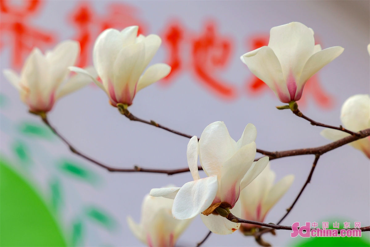 Magnolia blossoms on both sides of the street in Cangma Town in Qingdao, China&rsquo;s Shandong Province, showing a charming scene with vitality. (Photo by Han Jiajun)<br/>