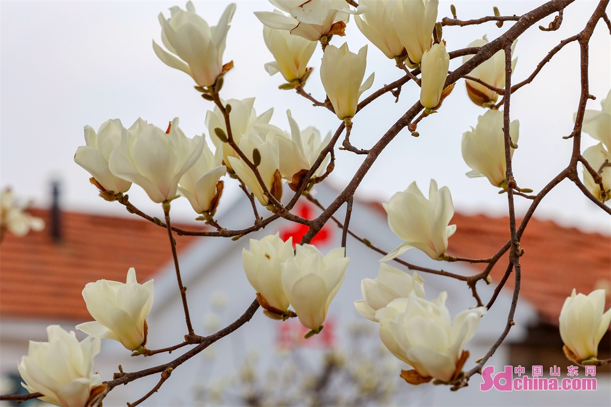 Magnolia blossoms on both sides of the street in Cangma Town in Qingdao, China&rsquo;s Shandong Province, showing a charming scene with vitality. (Photo by Han Jiajun)<br/>