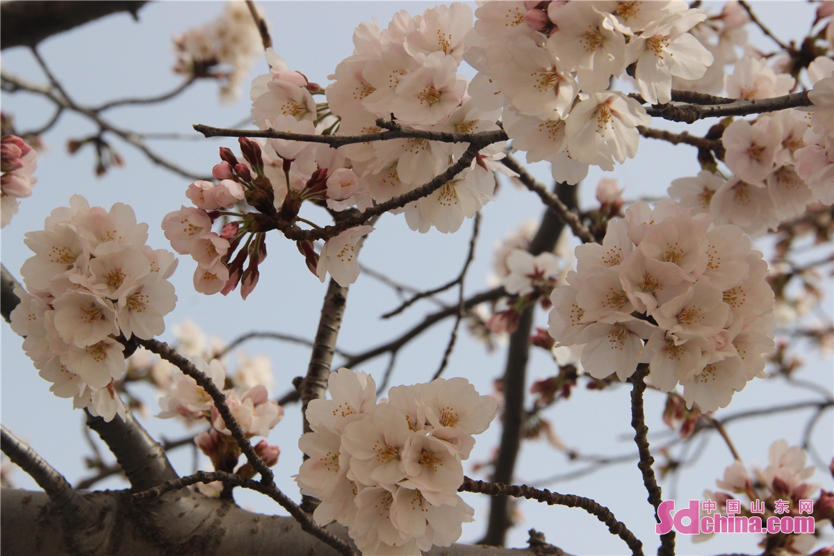<br/>　　 <br/>　　다시 일 년 벚꽃을 감상할 때가 됐다. 봄이 되면, 웨이팡(濰坊)인민광장의 벚꽃들은 피어나고, 많은 시민들이 향기를 맡아 왔다.<br/>　　벚꽃은 구름과 노을 같고, 온 나무가 찬란하며, 봄바람이 가볍게 스치고, 벚꽃이 흩날리니 그 아름다움이 이루다 헤아릴 수 없다. 인민광장에는 시민들이 줄지어 서서 벚꽃을 감상하고 감지하며 봄경치를 즐겼다. (촬영 쑨샤오루)<br/>　　