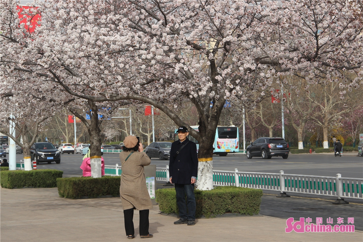 <br/>　　 <br/>　　다시 일 년 벚꽃을 감상할 때가 됐다. 봄이 되면, 웨이팡(濰坊)인민광장의 벚꽃들은 피어나고, 많은 시민들이 향기를 맡아 왔다.<br/>　　벚꽃은 구름과 노을 같고, 온 나무가 찬란하며, 봄바람이 가볍게 스치고, 벚꽃이 흩날리니 그 아름다움이 이루다 헤아릴 수 없다. 인민광장에는 시민들이 줄지어 서서 벚꽃을 감상하고 감지하며 봄경치를 즐겼다. (촬영 쑨샤오루)<br/>　　