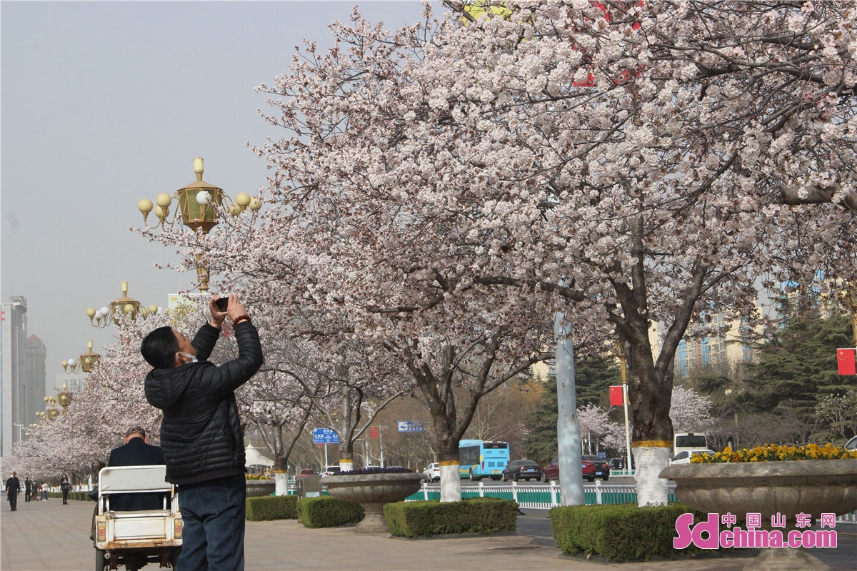 <br/>　　 <br/>　　다시 일 년 벚꽃을 감상할 때가 됐다. 봄이 되면, 웨이팡(濰坊)인민광장의 벚꽃들은 피어나고, 많은 시민들이 향기를 맡아 왔다.<br/>　　벚꽃은 구름과 노을 같고, 온 나무가 찬란하며, 봄바람이 가볍게 스치고, 벚꽃이 흩날리니 그 아름다움이 이루다 헤아릴 수 없다. 인민광장에는 시민들이 줄지어 서서 벚꽃을 감상하고 감지하며 봄경치를 즐겼다. (촬영 쑨샤오루)