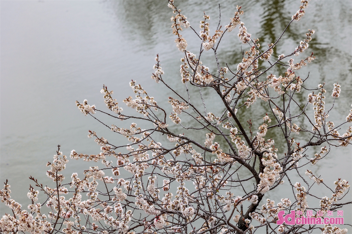 <br/>　　山東青島西海岸新区張家楼街道大崮村で、村民たちが庭や山で栽培されているサクランボの花、桃の花は咲いていて、とても綺麗で、農村の環境に美しさを増えた。花海の中に置いて、綺麗な春は目にいっぱい入った。<br/>　　