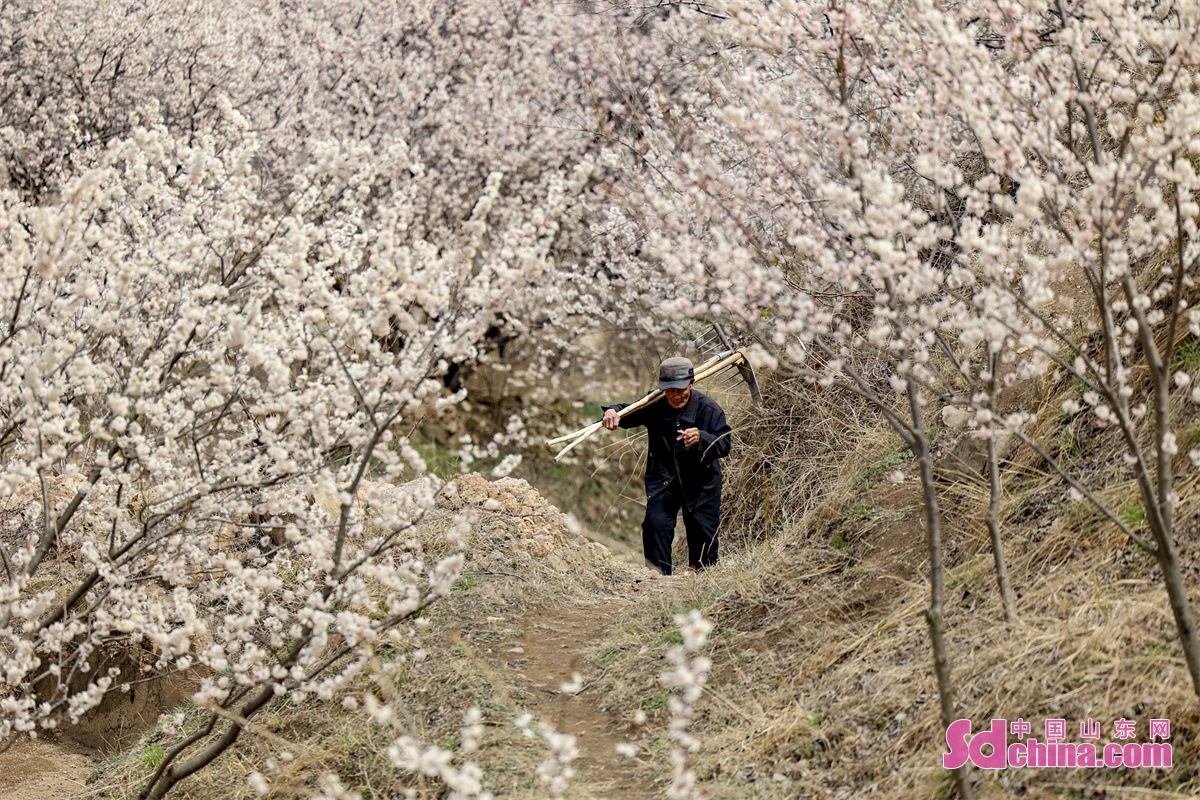 <br/>　　山東青島西海岸新区張家楼街道大崮村で、村民たちが庭や山で栽培されているサクランボの花、桃の花は咲いていて、とても綺麗で、農村の環境に美しさを増えた。花海の中に置いて、綺麗な春は目にいっぱい入った。<br/>　　