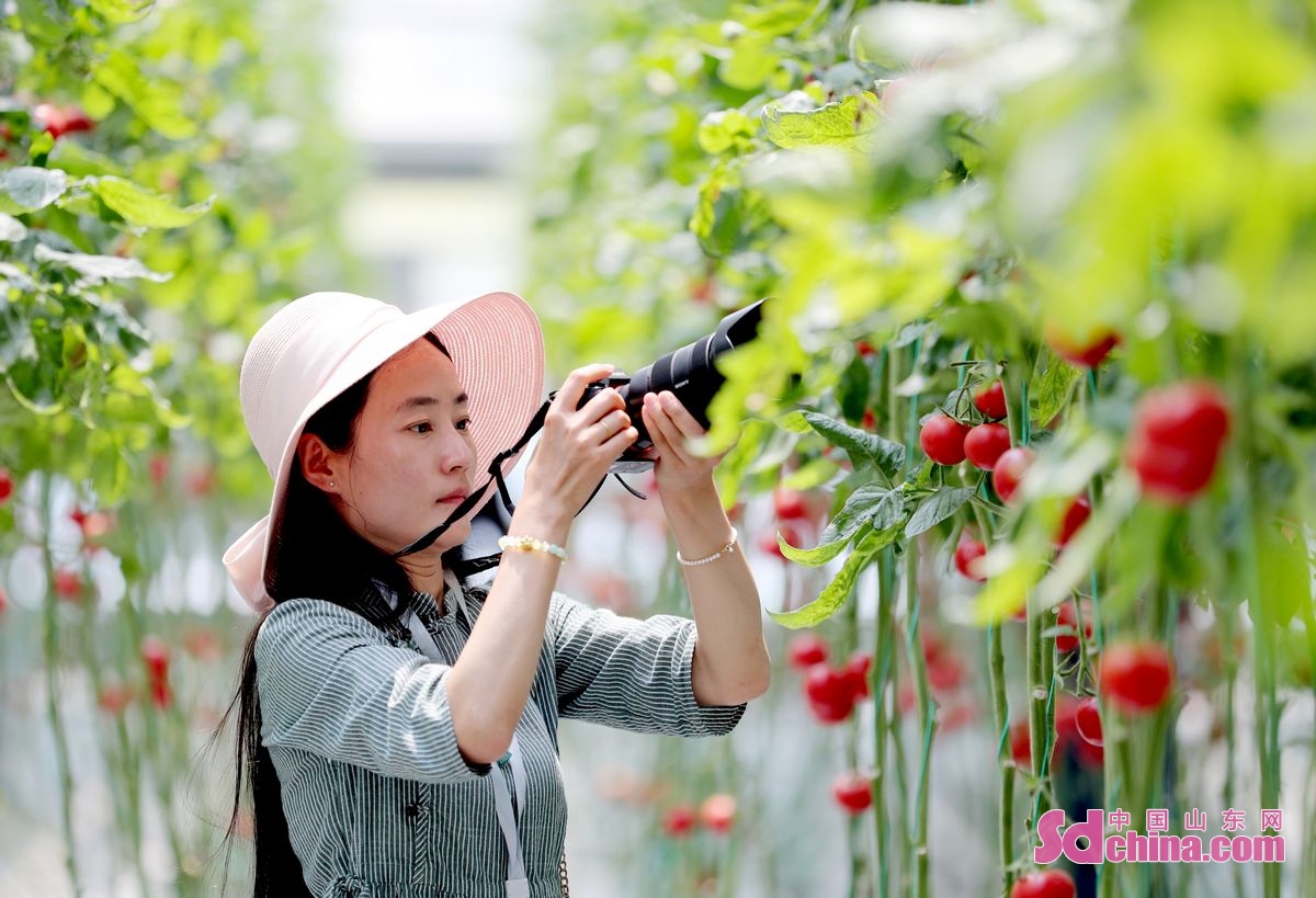 In recent years, Beian Sub-district in Qingdao has made great efforts to boost rural revitalization through tomato planting. The model of &ldquo;tourism plus industry&rdquo; has contributed greatly to promote the village collective economy and villagers&rsquo; income growth. (Photo by Zhang Jingang)<br/>