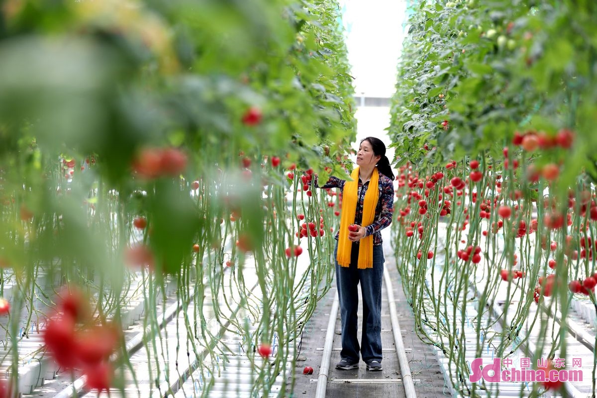 In recent years, Beian Sub-district in Qingdao has made great efforts to boost rural revitalization through tomato planting. The model of &ldquo;tourism plus industry&rdquo; has contributed greatly to promote the village collective economy and villagers&rsquo; income growth. (Photo by Zhang Jingang)<br/>