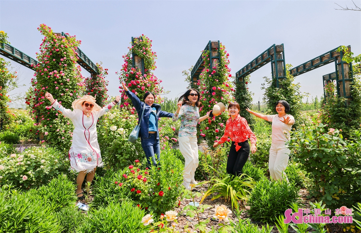 Tourists immerse themselves in the sea of roses in a resort in Qingdao, E China&rsquo;s Shandong Province. Tens of thousands of Damascus, Austin and other precious roses bloom in the resort, which is intoxicating.(Photo by Wang Peike)<br/>