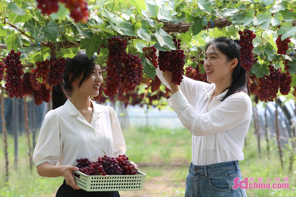 <br/>  <br/>At the beginning of summer, the&ldquo;early rose&rdquo;grapes enter harvest season in the greenhouse of a grape planting cooperative in Zouping, E China&rsquo;s Shandong province. The grapes hang on branches as red as agate and purple as crystal, attracting many tourists.