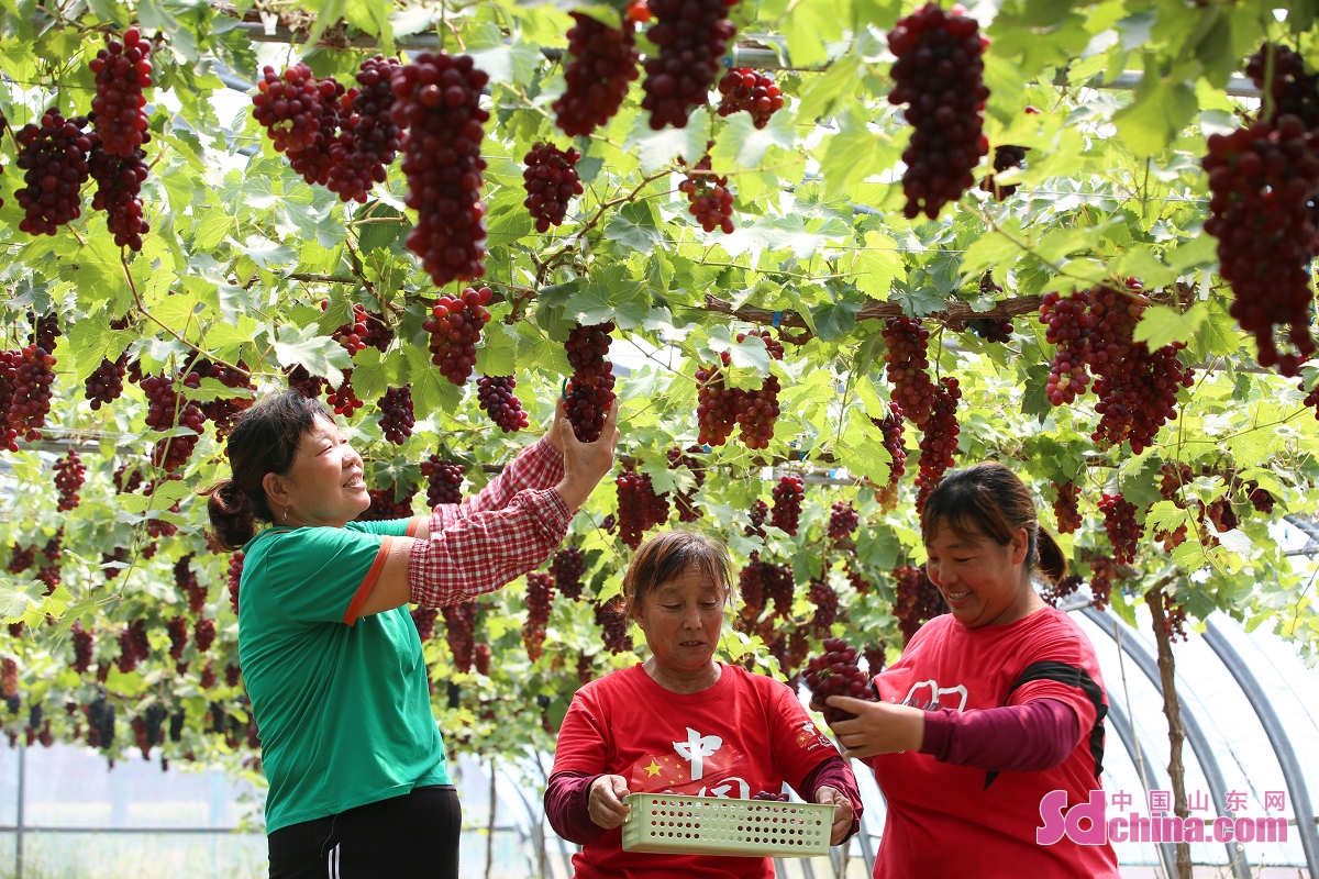 <br/>　　山東省鄒平市韓店鎮におけるブドウ栽培協同組合のハウスでは、「朝霞バラ」のブドウが熟し、枝いっぱいにぶら下がっていて、多くの観光客がブドウ収穫を楽しんでいる。（撮影・霍広　孫高峰）<br/>　　