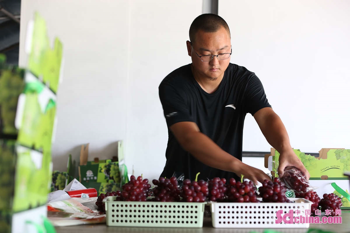 <br/>　　山東省鄒平市韓店鎮におけるブドウ栽培協同組合のハウスでは、「朝霞バラ」のブドウが熟し、枝いっぱいにぶら下がっていて、多くの観光客がブドウ収穫を楽しんでいる。（撮影・霍広　孫高峰）<br/>　　