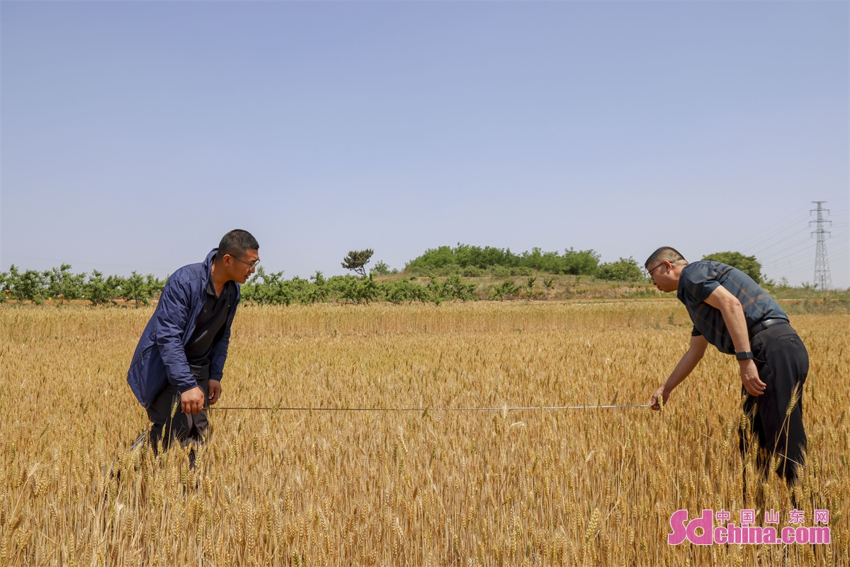 <br/>  <br/>A bumper harvest is in sight in Xu Village as the ears of wheat turn golden and the grains become full in Qingdao, E China&rsquo;s Shandong province. Equipment has been overhauled and harvester drivers have been trained for the implementation of safety production. (Photo by Han Jiajun)<br/>