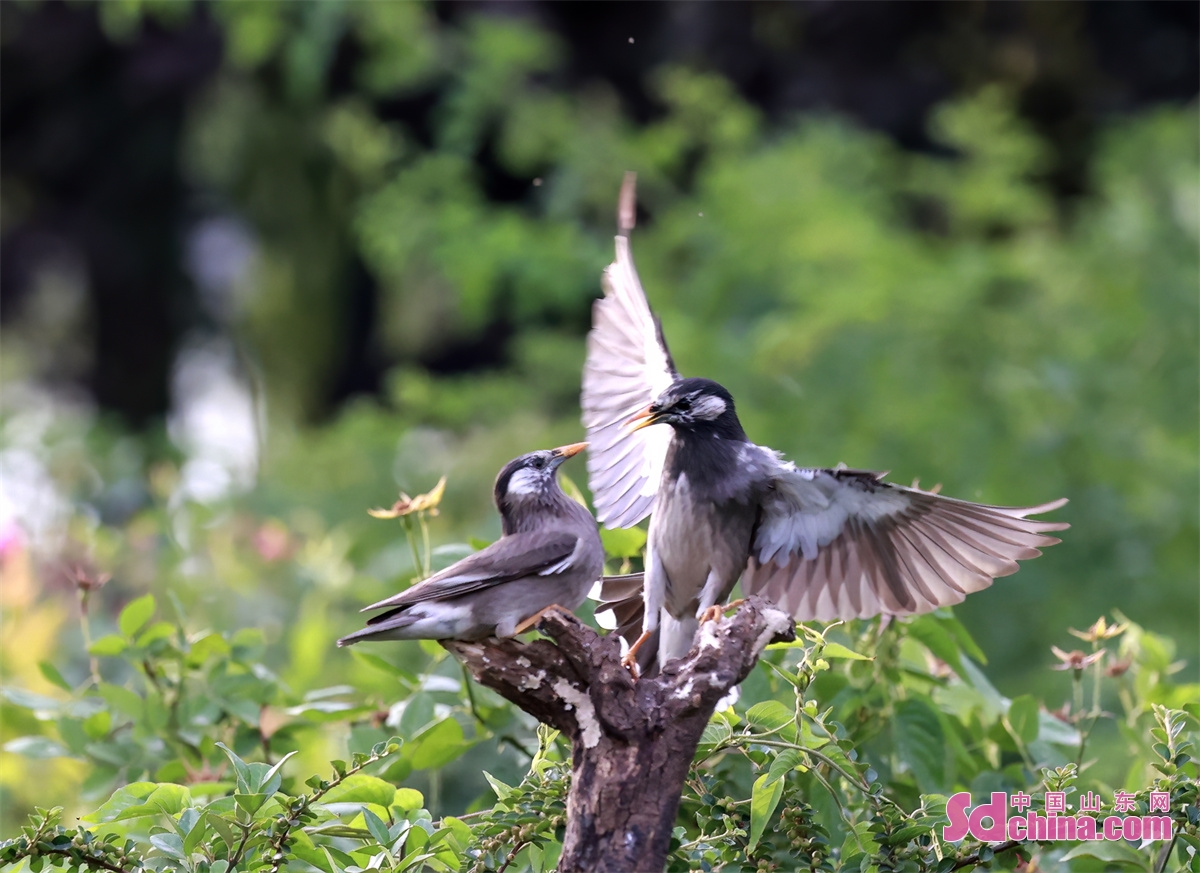 Several starlings fly in the air, play and forage for food at Daming Lake scenic spot in Jinan, capital of East China's Shandong Province, May 24, 2023. (Photo by Zhong Fusheng)<br/>