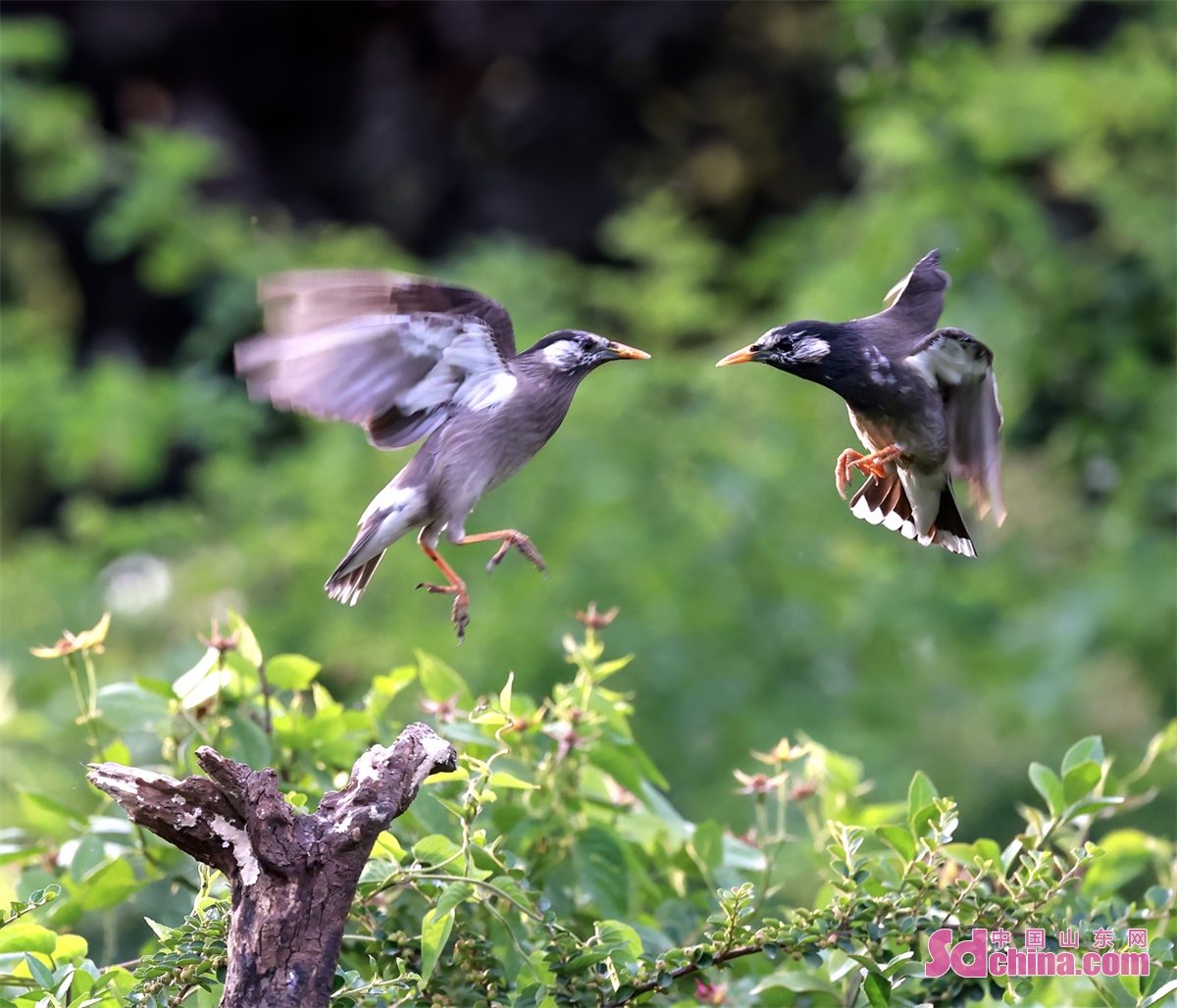 Several starlings fly in the air, play and forage for food at Daming Lake scenic spot in Jinan, capital of East China's Shandong Province, May 24, 2023. (Photo by Zhong Fusheng)<br/>