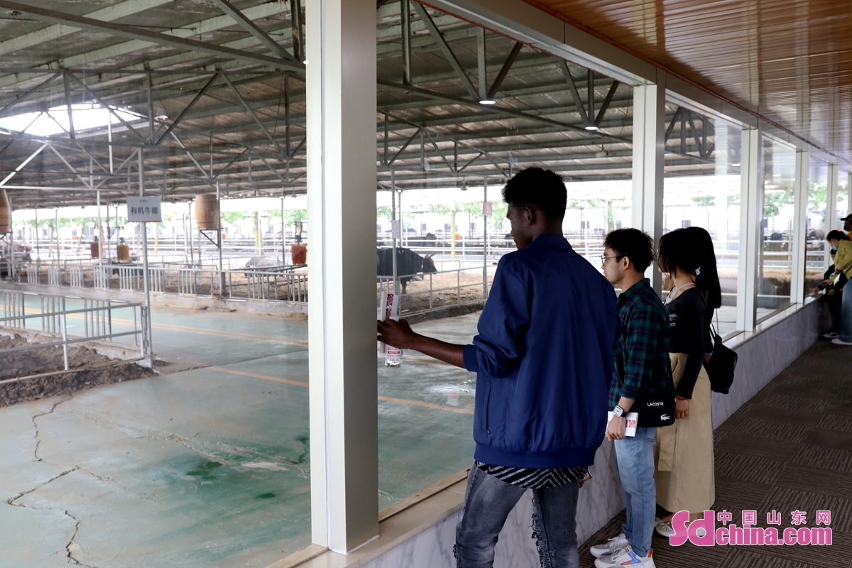 <br/>  <br/>International students from countries of Cambodia, Morocco and Cameroon visited the cellar of Guojing 1915, Newland Black Cattle Breeding Base and Swan Lake Hot Spring Cittaslow in Gaoqing county, E China&rsquo;s Shandong province to learn about the history and development of Chinese Baijiu culture and Gaoqing&rsquo;s black cattle industry, and enjoy the leisure of slow city.<br/>