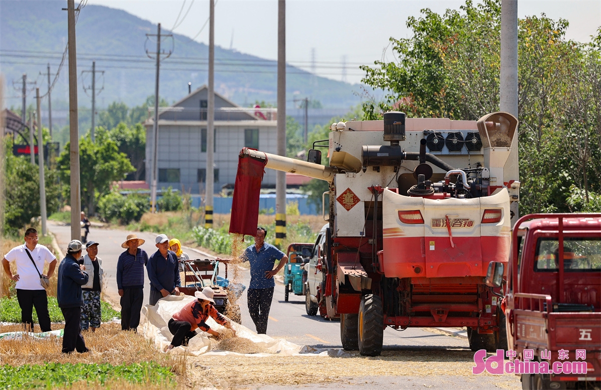 Wheat harvest season is seen at Xu village, Wangtai Sub-district, West Coast New District, Qingdao, East China's Shandong province, June 3, 2023. (Photo by Han Jiajun)<br/>