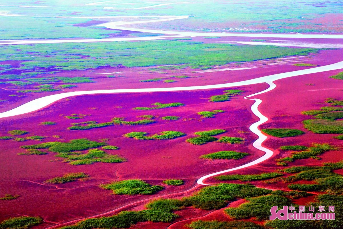 In recent years, Dongying has made great efforts to strengthen the protection and restoration of the Yellow River Delta ecosystem. In the Yellow River Delta, water and grass are abundant, birds are flying, and the ecological quality is constantly improving.<br/>