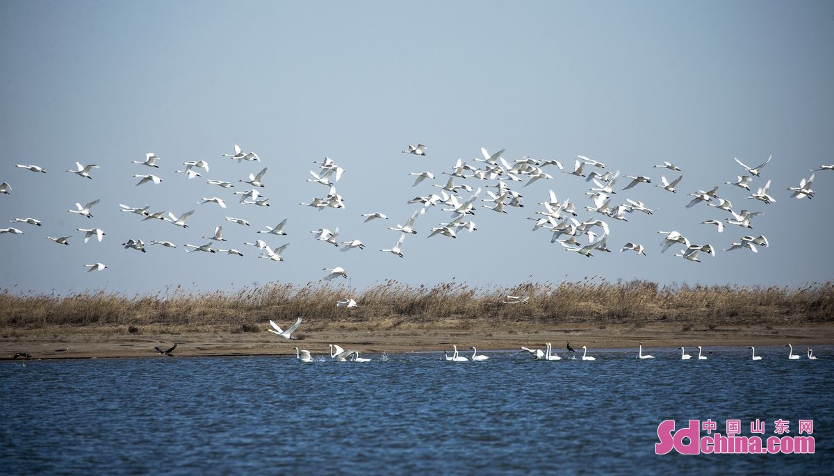 In recent years, Dongying has made great efforts to strengthen the protection and restoration of the Yellow River Delta ecosystem. In the Yellow River Delta, water and grass are abundant, birds are flying, and the ecological quality is constantly improving.<br/>
