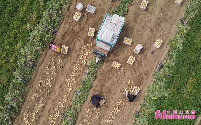 “小蔬菜”做成“大产业” 青岛莱西市土豆喜获丰收