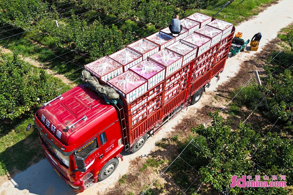 <br/>Recently, Qiuyue pears enter the harvest season in Laixi City, Shandong Province. Farmers are busy picking the pears. After sorting, packaging, and boxing, the pears will be sold to various parts of the country. In 2022, the planting area of Qiuyue pears in Laixi City reached 31,000 mu, with a sales volume of 88,700 tons.<br/>