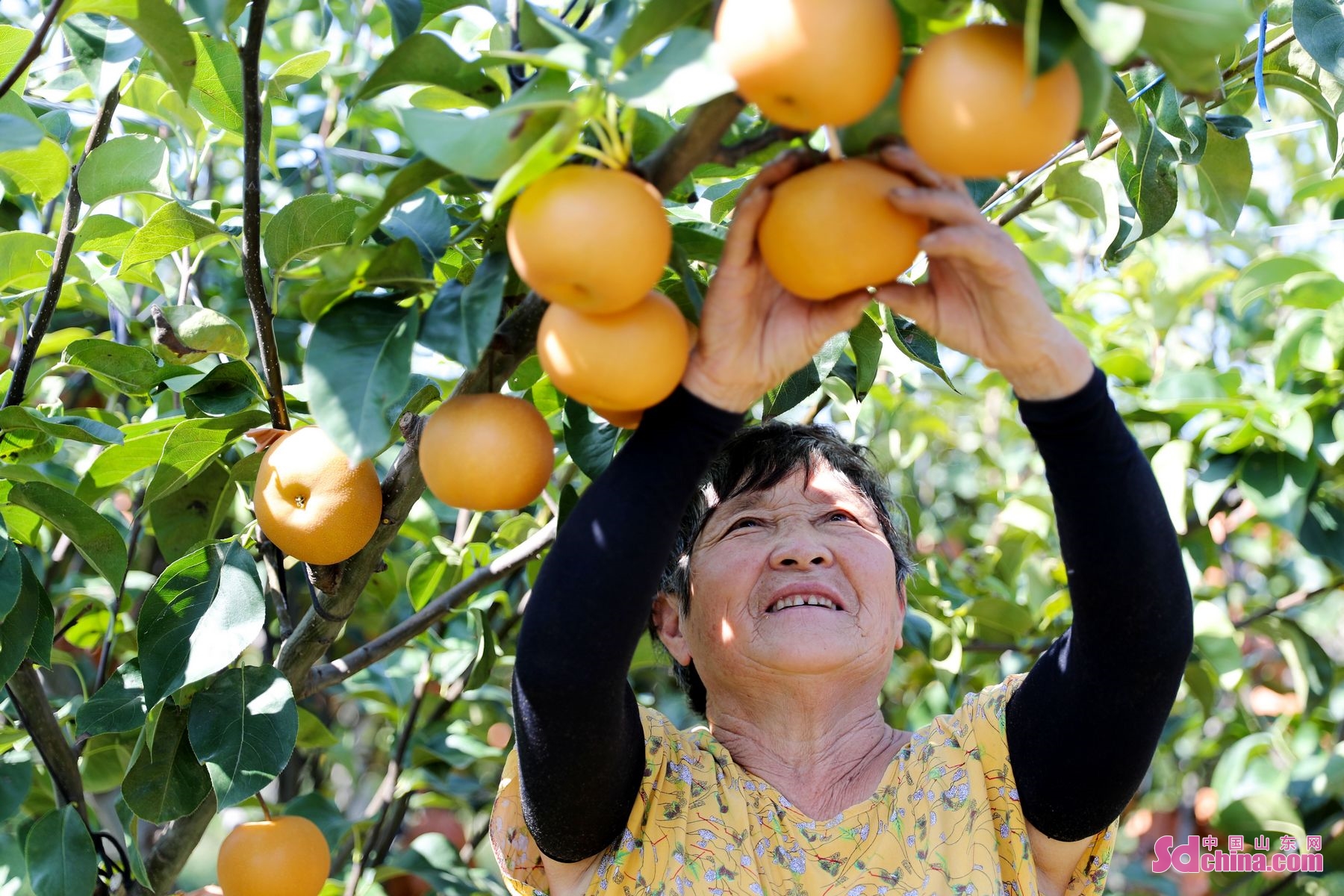 <br/>　　山東省莱西市の秋月梨はこのほど収穫期を迎え、農民たちは畑で忙しく摘み取り、選別、箱詰め、秋月梨を中国各地に販売している。2022年、莱西市の秋月梨の栽培面積は3.1万ムーに達し、販売量は8.87万トンになった。（撮影：張進剛）<br/>　　