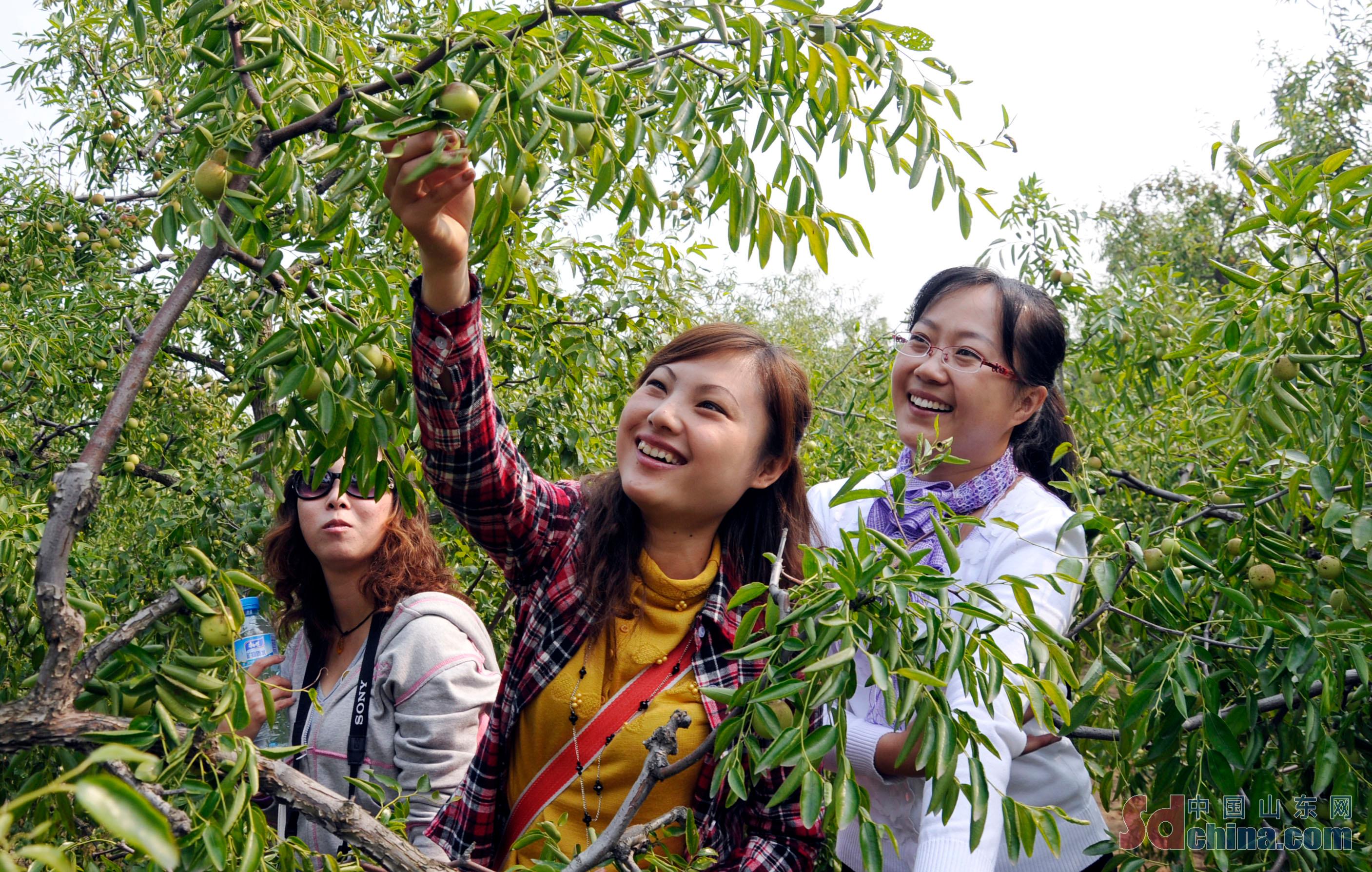 <br/>The Binzhou Event of 2023 Chinese Farmers' Harvest Festival and the 25th Zhanhua Winter Jujube Festival kicked off on September 20 in Binzhou City. A series of activities were held during the opening ceremony, including agricultural products exhibition, rural revitalization achievements exhibition, and the harvest-themed night market.