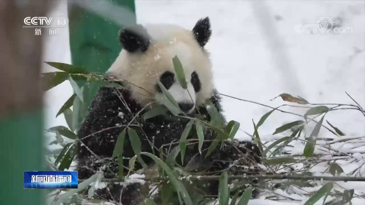 秦嶺大熊貓雪地撒歡