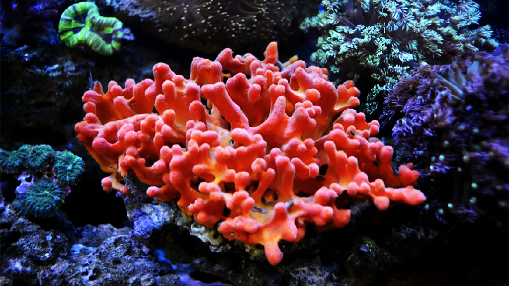 關注珊瑚礁生態系統