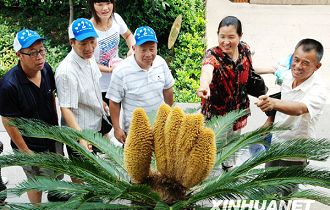 铁树开五胞胎金花