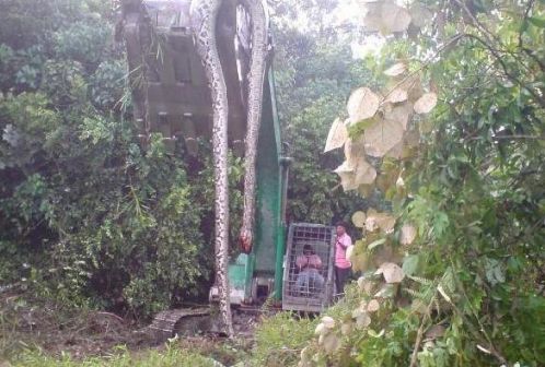 辽宁新宾修路队蛇灵事件,挖出140岁大蛇