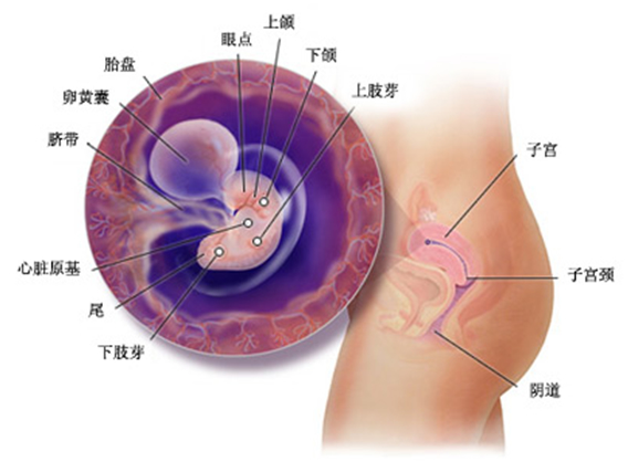<em>怀孕1个月</em>胎儿的状态_中国山东健康网_中国山