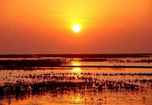 东营黄河口观鸟露营——黄河口湿地生态旅游区占地23万亩,都处在黄河