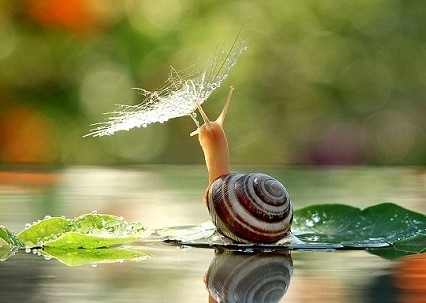 蜗牛是一种喜欢潮湿天气的生物,但乌克兰一名摄影师拍摄到的一只蜗牛