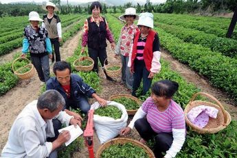 山东乳山茶园进入采摘期 