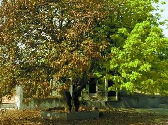  湖南现  奇树 :一边树叶枯萎 另一边长出新叶_中