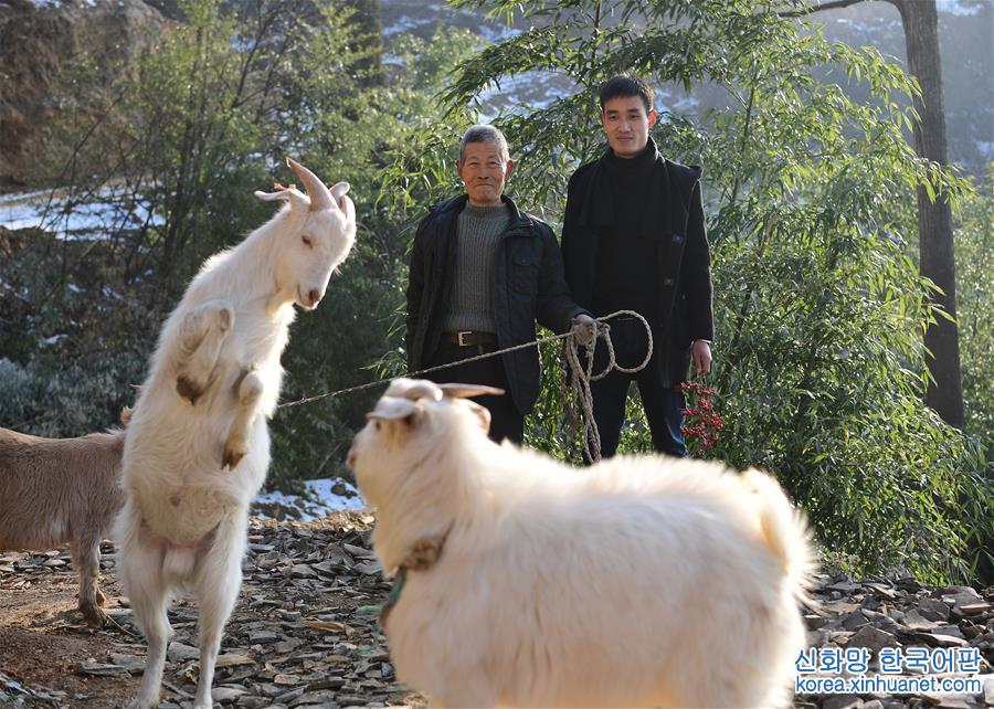 （新时代新气象新作为）（3）山村“羊总管”赵磊的返乡创业路