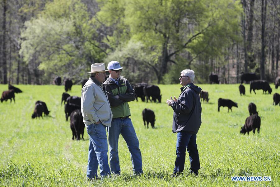 Xinhua Headlines: American cattle farmers eager to sell quality beef to China