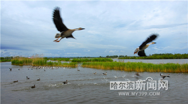 【生态文明@湿地】冰城湿地已增至19.95万公顷,湿地公园16处