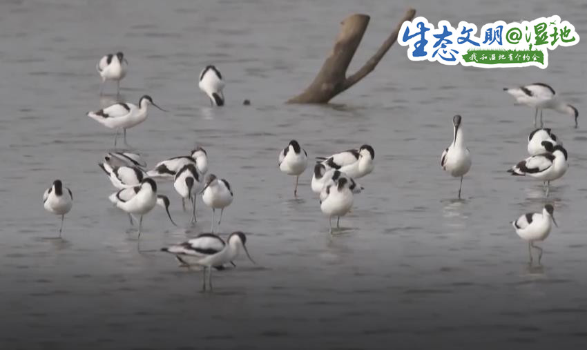 【生态文明@湿地】珍稀濒危候鸟飞抵南沙湿地 漫天飞羽蔚为壮观