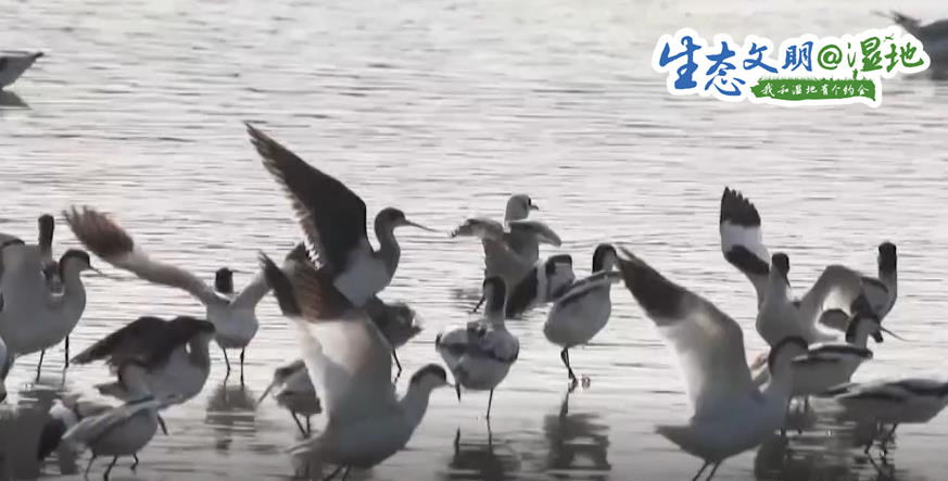 【生态文明@湿地】珍稀濒危候鸟飞抵南沙湿地 漫天飞羽蔚为壮观