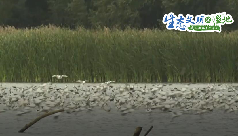 【生态文明@湿地】珍稀濒危候鸟飞抵南沙湿地 漫天飞羽蔚为壮观