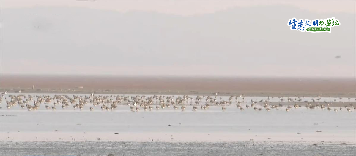 【生态文明@湿地】翩翩起舞候鸟觅食 冬日里一道亮丽的风景