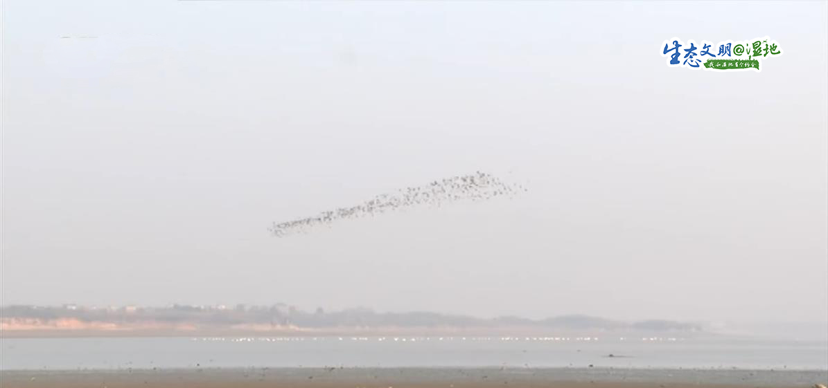 【生态文明@湿地】翩翩起舞候鸟觅食 冬日里一道亮丽的风景